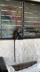 Cercopithecus mitis albogularis