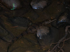Crocodylus johnstoni