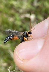Ichneumon promissorius
