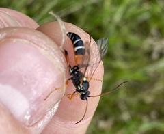Ichneumon promissorius