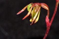 Caleana minor