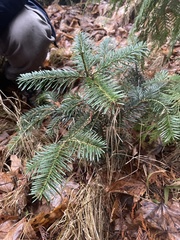 Abies nordmanniana