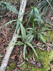Asplenium normale