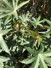 Ricinus communis
