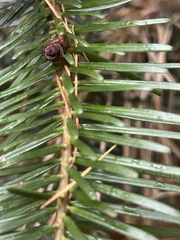 Abies nordmanniana