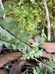 Asplenium normale