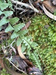 Asplenium normale