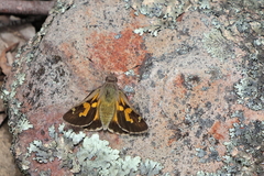 Trapezites phigalioides