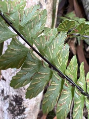 Asplenium normale