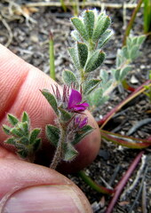 Indigofera glomerata