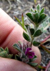Indigofera glomerata