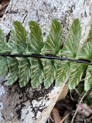 Asplenium normale