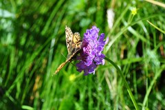 Boloria