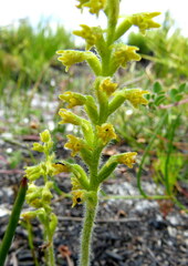 Holothrix brevipetala