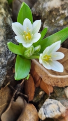 Ornithogalum