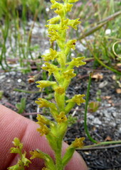 Holothrix brevipetala