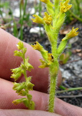 Holothrix brevipetala