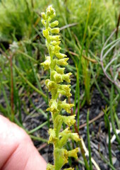 Holothrix brevipetala