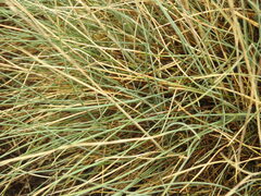 Festuca ovina