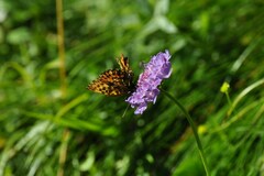 Boloria