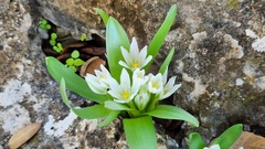Ornithogalum