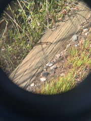 Pseudemoia rawlinsoni