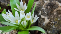 Ornithogalum
