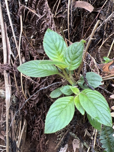 Cyrtandra kauaiensis observed 2022-12-01