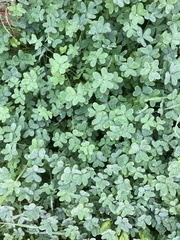Oxalis pes-caprae