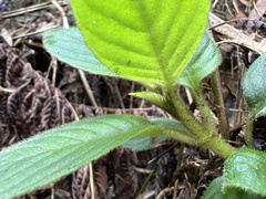 Cyrtandra kauaiensis