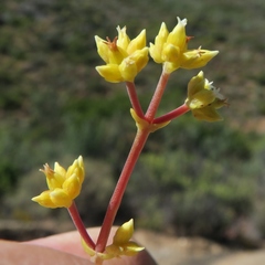 Crassula subaphylla