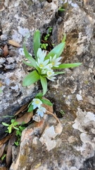 Ornithogalum