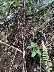 Cyrtandra kauaiensis