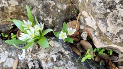 Ornithogalum