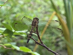 Neurothemis terminata