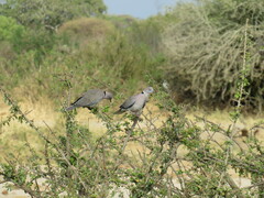 Streptopelia decipiens