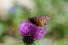 Boloria napaea