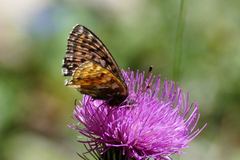 Boloria napaea