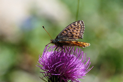 Boloria napaea