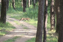 Panthera pardus fusca