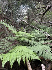 Diplazium sandwichianum