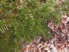 Tsuga caroliniana