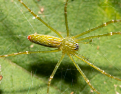 Hygropoda lineata