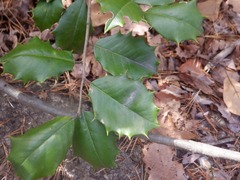 Ilex opaca