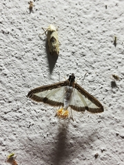 Diaphania hyalinata