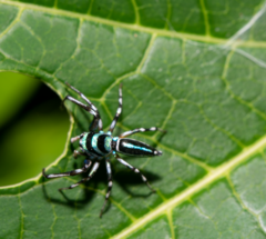 Cosmophasis micarioides