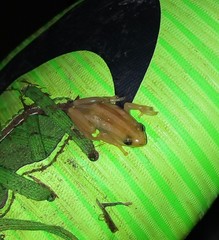 Afrixalus quadrivittatus