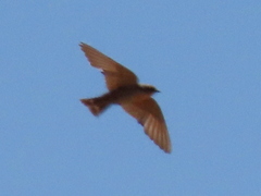 Ptyonoprogne fuligula