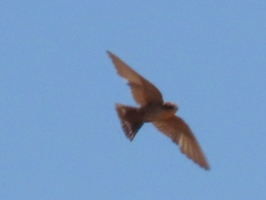 Ptyonoprogne fuligula