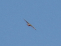 Ptyonoprogne fuligula